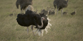 ostrich